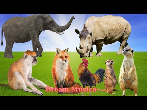 Animals and Their Delightful Sounds: Elephant, Monkey, Fox, Meerkat, Rhino - Animal Sounds