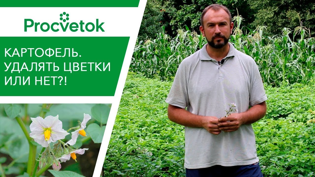 Вся правда об обрывании цветков картофеля. Как можно повысить урожай картофеля?