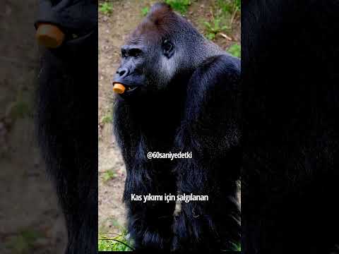 Goril vs. Mike Tyson