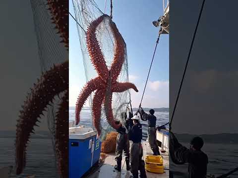 Caught on Camera: Unusual Animal Encounters!