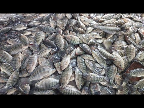 63 Kilos Tilapia from Intensive Pond Ginawa kong Daing😅
