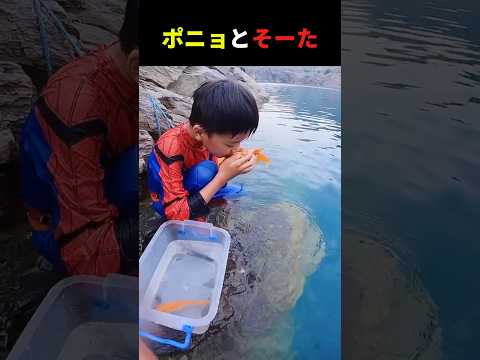 実写版ポニョとそーた