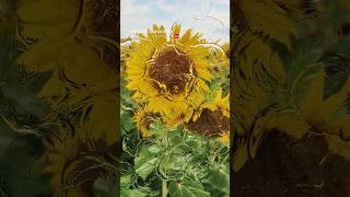 Recreate Van Gogh's Sunflowers with This Simple Trick | Insta360 Luna Ultra