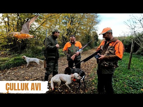 Çulluk Avı - 2024 Av Sezonu - Hunting