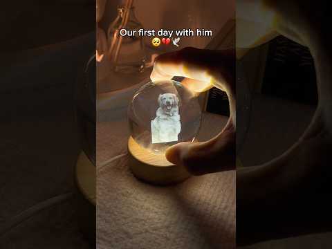 All dogs go to heaven 🕊️🤍                  #sad #dog