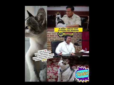 Kucing Pak Prabowo #cat #catlover #kucing #kitten #animals