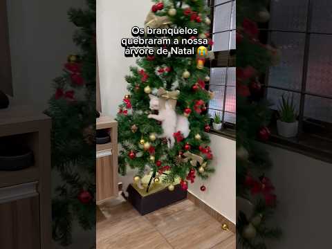 OS GATOS QUEBRARAM NOSSA ÁRVORE DE NATAL😭🎄 #gato #gatos #gatinho #gatinhos #gatosfofos #gatobranco