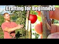 Grafting Techniques and Best Practices