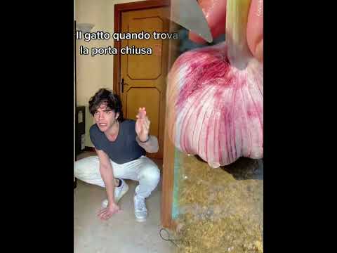 #fyp #perte #gatto #persona #divertente #imitazione #ironia #comicità #risata #gatti #palermo