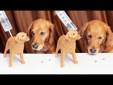 Funny Dog |Scared! Can't dogs take medicine?#cuihuastory #cute pet