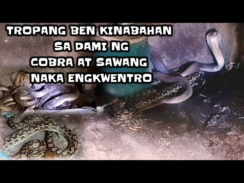 KINABAHAN SI TROPANG BEN SA DAMI NG COBRA AT SAWANG NAKA ENGKWENTRO