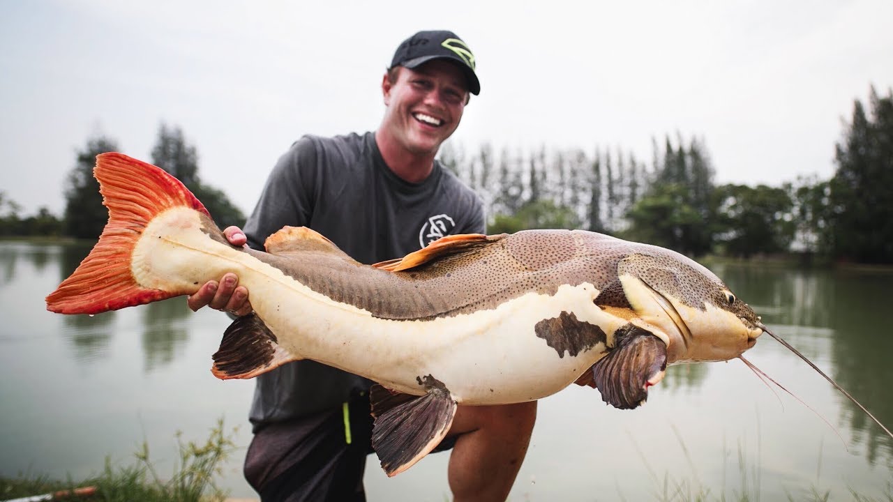 GIANT Redtail Catfish - Jay Siemens