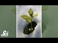 Plant Adaptations to Winter Conditions