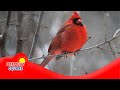 Biological Classification and Animal Movement