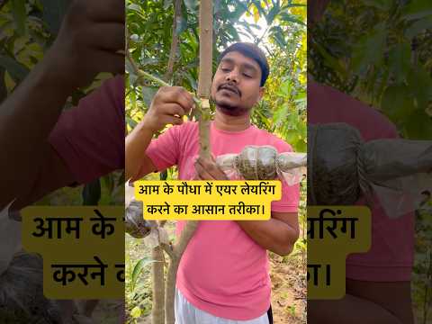 आम के पौधे में एयर लेयरिंग करने का सही तरीका।और पूरी जानकारी।#indian_nursery_tips