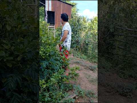gia đình hạnh phúc #shorts #funny #viralvideo #video #comedy