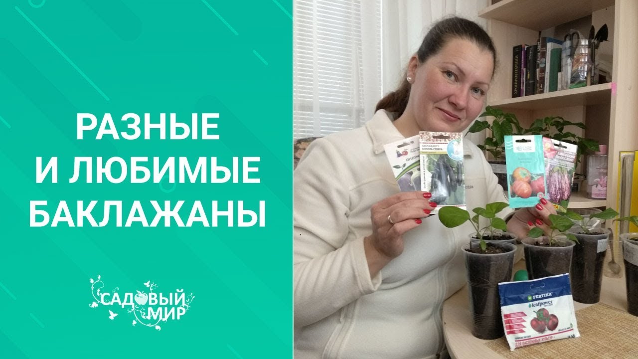 Икре заморской баклажанной в этом сезоне быть! Рассада баклажан как правильно.
