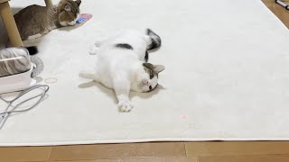 落ちたまま遊びに参加する横着な和菓子猫