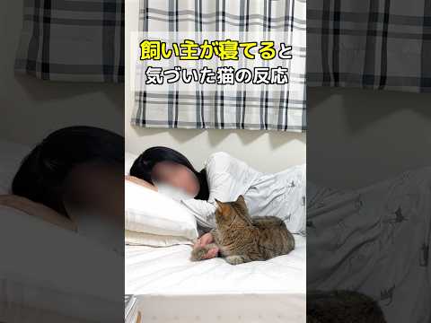 飼い主が寝てると気づいた猫の反応が…笑 #ポムしま