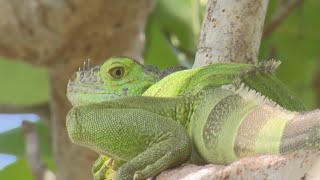 YouTube video thumbnail: Iguana Invasion Returns to South Florida After Freeze: Homeowners Struggle With Damage