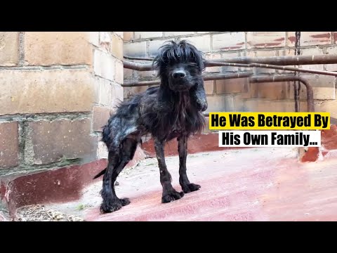 He Was Thrown Away Like Trash When He Got Sick… But He Never Stopped Loving Humans