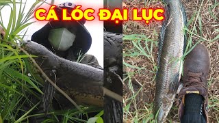 Các pha câu lure cá lóc đã tay , cần cong như cánh cung