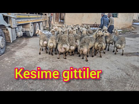 DEV GİBİ OLAN KUZULARIMIZ GAZİANTEP'E KESİME GİTTİLER ~ZORLU BİR SÜREÇ OLDU