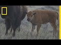Conservation Project in Northeast Montana