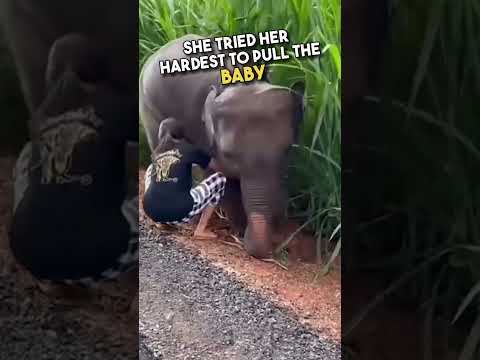 This Elephant's Reaction Will Melt Your Heart 🥹❤️ #shorts