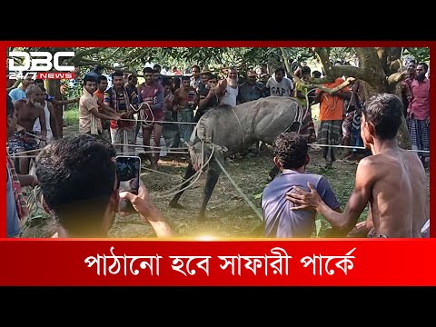 ধাওয়া করে নীলগাই আটক | DBC News Special