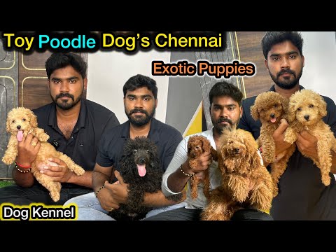 🐾Poodle Dog’s Chennai | ரொம்ப அறிவான🐕 Dog இது | Gentle dog |💥Exotic poodle puppy's | Eagletwist