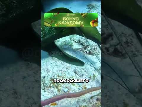 Усач отстоял себя против волчьего угря 😲🦞🐍