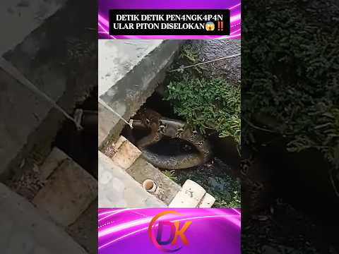 Meneg4ngkan‼️Detik detik Pen4ngk4p4n Ular Piton Diselokan Oleh Para Warga😱‼️#shorts