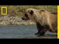 Grizzly Bears and Their Feeding Habits