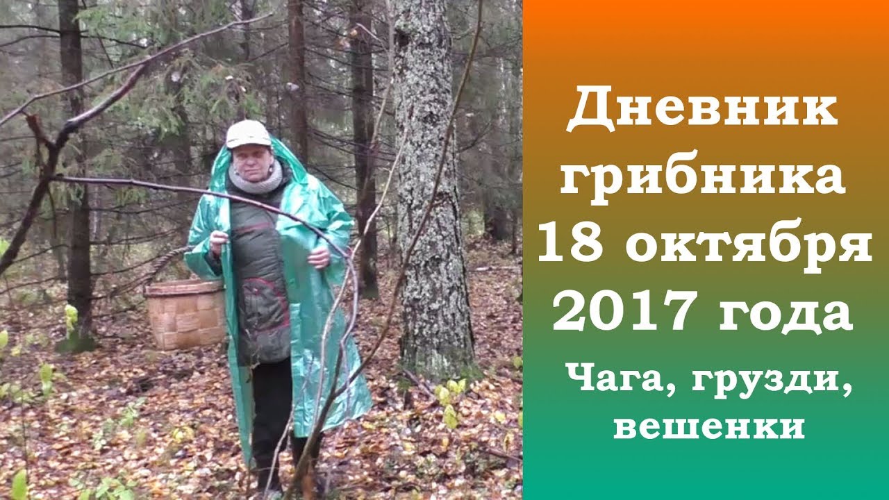 18 октября 2017 года. Чага, грузди, вешенки