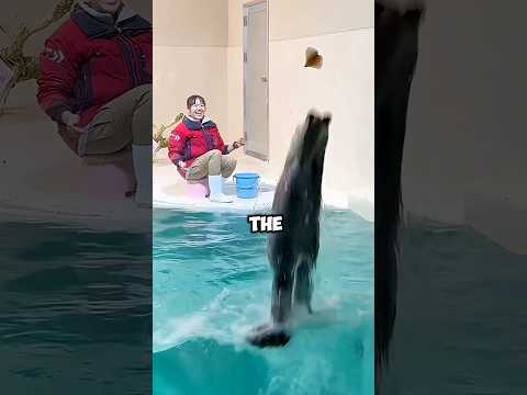 Otter Tries So Hard for His Snack 😭💙.