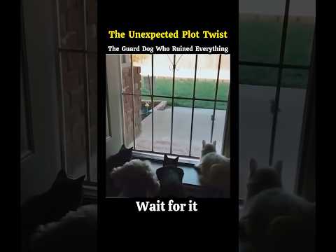 Bird watching #funnyanimals #funny #shorts