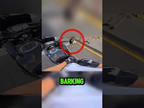 Kind Biker Met Dog And Does This! 😱 (duozza)