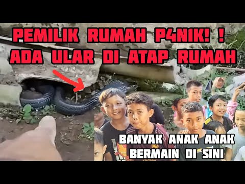 PEMILIK RUMAH P4N1K !! ULAR NGINEP DUA MALAM DI RUMAH nya