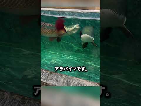 ピラニアさえも避ける最強の魚とは?