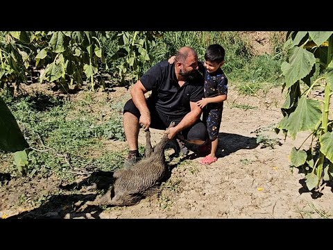 Su Kuyusuna Düşen Yavru Domuzu Kurtardık...