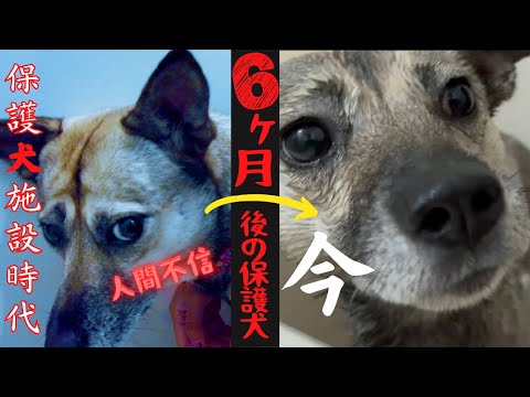 保護犬アッチャンの心を開くまでの６ヶ月の記録