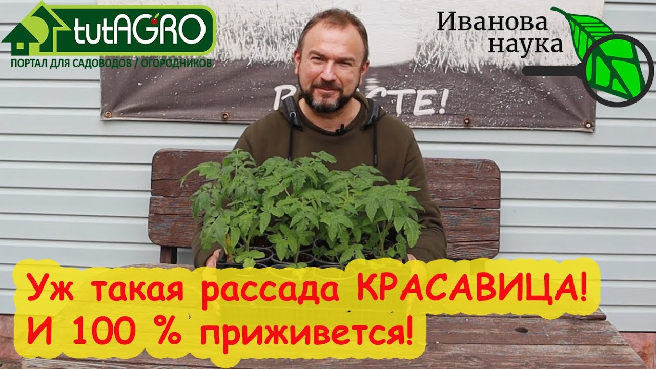 Вся рассада 100 % приживется. Все правила адаптации и ухода за рассадой после пересадки.