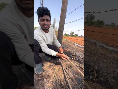 మన పొలంలో  పాము కనిపించింది.... #minivillagecooking #farmer #dailyvlogs