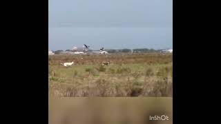 Yatel Y Roma Galgos Vs Liebres