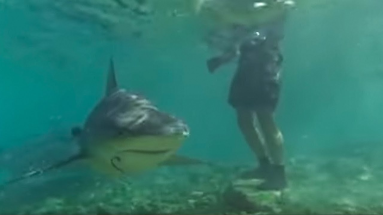 Swimming with Bull Sharks CAUTION! Smart Sharks BBC Earth