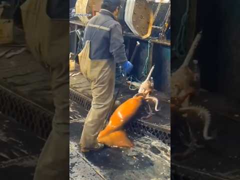 صيد الحبار العملاق #fishing #fish