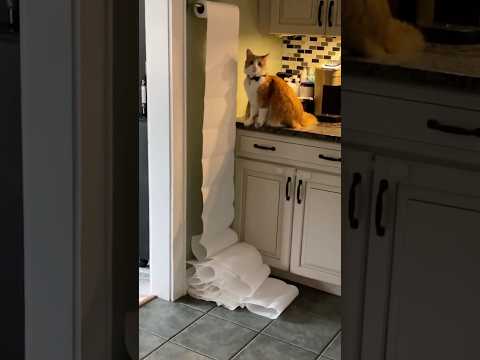Rebellious orange cat🐈#cat #funny #pet #kitten #orangecat #rebellious