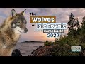 Isle Royale Wolf Population Management