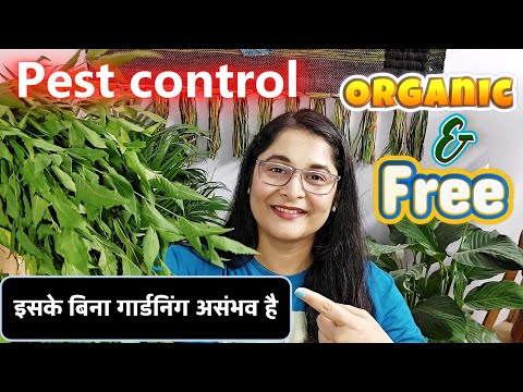 🔴फ्री में कीड़ो से छुटकारा हमेशा के लिए FREE ORGANIC PEST CONTROL-NEEM नीम PESTICIDE FOR PLANTS #neem